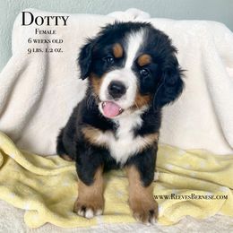 Girl 2 - Black rust and white Bernese Mountain Dog puppy in Lehi, Utah from Reeves Bernese