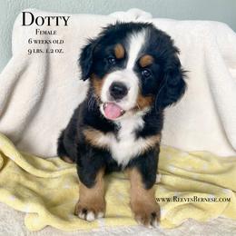 Girl 2 - Black rust and white Bernese Mountain Dog puppy in Lehi, Utah from Reeves Bernese
