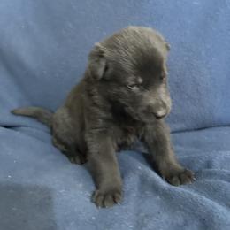 Trooper - Black male German Shepherd puppy in Milan, Illinois from Stonewick German Shepherds