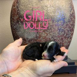 Dolly - Black and white female Bernedoodle puppy in Cambridge, Minnesota from Country Meadow Doodles