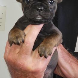 Calamity Jane - Fawn female French Bulldog puppy in Ardmore, Oklahoma from Big Ox Bulldogs