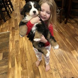 Bernese Mountain Dog Puppies from Bluffside Berners