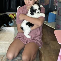 Cavalier King Charles Spaniel and Cavapoo Puppies from Hattie’s Texas Cavapoos