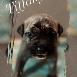 Tiffany - Brown brindle female American Pit Bull Terrier puppy in Glide, Oregon from Floss Dog Kennels