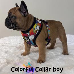 Colorful Collar boy - Fawn male French Bulldog puppy in Dothan, Alabama from Elite Sweet Frenchies