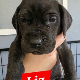 Liz - Black female Great Dane puppy in Longview, Texas from Lazy A Danes