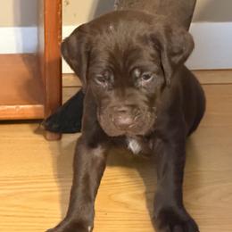 2 - Black male German Shorthaired Pointer puppy in Kathleen, Florida from Alex Yates GSP's