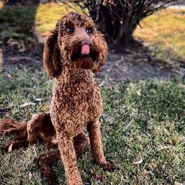 Max - Poodle