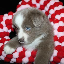 Candy - Dilute red female Australian Shepherd puppy in Colorado Springs, Colorado from Rocky Mountain Aussies