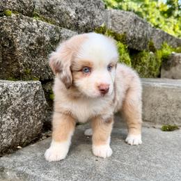 Astro - Red merle male Miniature Australian Shepherd puppy in Sandy Hook, Kentucky from RidgeTop Aussies