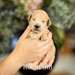 Robin - Cream male Goldendoodle puppy in Acton, Maine from Silver Pines Pups