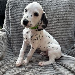 Mr.Green - White and black male Dalmatian puppy in Chehalis, Washington from Dalmatian Vacation