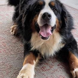 Odin - Black rust and white male Bernese Mountain Dog puppy in Surprise, Arizona from Huckleberry Doodles
