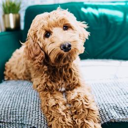 Poppy - Goldendoodle