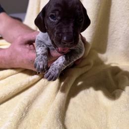 Yellow - Liver roan female German Shorthaired Pointer puppy in Jackson, Georgia from Rosengrace Gsps (formerly Tiner GSP’s)