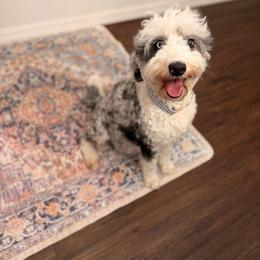 Periwinkle - Bernedoodle