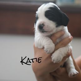 Katie - Black and white female English Cocker Spaniel puppy in New Mexico from HighBrassGunDogs