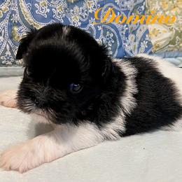 Domino - Black and white male Shih Tzu puppy in Hemet, California from Aloha Shih Tzu