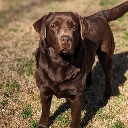 Penny - Labrador Retriever