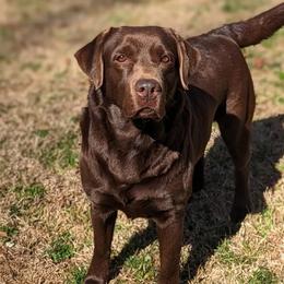 Penny - Labrador Retriever
