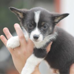 Goldie - Black and tan female Pembroke Welsh Corgi puppy in Leonard, Texas from Southern Rose Corgis