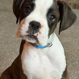 Paul Revere (Revere) - Brindle male Boxer puppy in Georgia from Stephanie’s Boxers