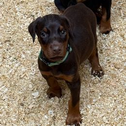 Sosa - Red and rust female Doberman Pinscher puppy in Newberg, Oregon from De Mata Dobermann Kennel