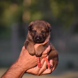 Red - Sable male German Shepherd puppy in Cherryville, North Carolina from Masky Kennel