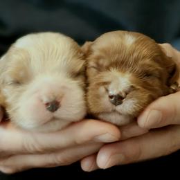 Cavalier King Charles Spaniel puppies from Crozapulco Cavaliers AKC