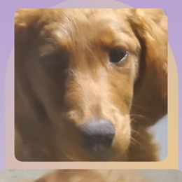 Goldendoodle Puppies from Westmorelandislandpups