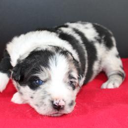 Wylie - Black & white male Australian Shepherd puppy in Plantersville, Texas from Jak Se Auss