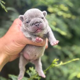 Stella - Blue female French Bulldog puppy in Ronks, Pennsylvania from Bleu Rock French Bulldogs
