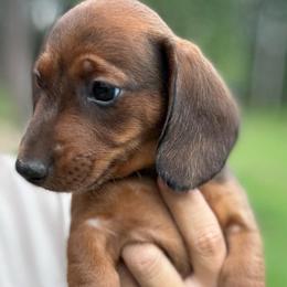 Cedar AKC curly tail 2600 - Dapple male Dachshund puppy in Indian Trail, North Carolina from Hilda’s Teenie Weenies