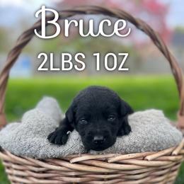 Bruce - Black male Dilute Retriever puppy in Puyallup, Washington from 12 Door Farm Labradors