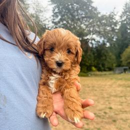 Summer - Red  female Goldendoodle puppy in Battleground, Washington from Doodles Delight PNW