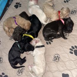 Goldendoodle Puppies from Fluff Puff Doodles