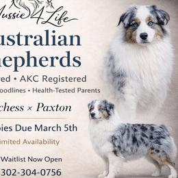 Australian Shepherds from Aussie4Life