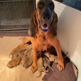 Boy 7 - Red male Bloodhound puppy in Paoli, Indiana from Houndsarunning Bloodhounds