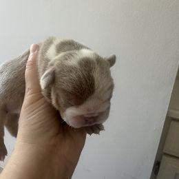 Diamond - Lilac tri-color female Bulldog puppy in Alexandria, Virginia from Stacey D’s Bulldogs