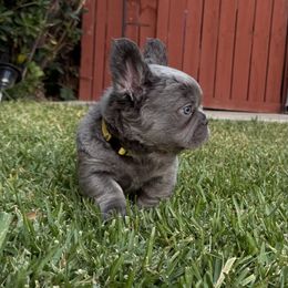 Ash - Tricolors male French Bulldog puppy in San Diego, California from Hlop Frenchies LLC
