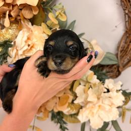 Magic SILKY 3800 - Black and tan male Dachshund puppy in Mayville, Michigan from Teenie Little Hearts
