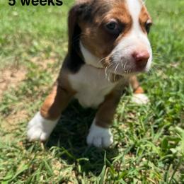 Itsy - Brown white and tan female Beagle puppy in Rogersville, Missouri from Hales Little Beagle Haven