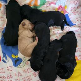Christmas puppy - SOLD - Black Male - Black male Scottish Terrier puppy in Eva, Alabama from Schulte's  Scottish Terriers