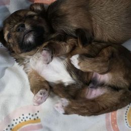 Baby Boy - Gold male Yorkshire Terrier puppy in Tucson, Arizona from Neptune Cove