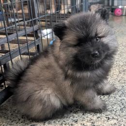 Blue girl - Black and silver female Keeshond puppy in Fayetteville, Tennessee from Erbekees-Keeshonden