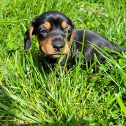 Black and tan little girl - Black and tan female Dachshund puppy in Brevard, North Carolina from Morgan’s Dachshund’s & Aussies