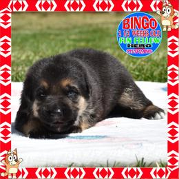 BINGO - Black and tan male German Shepherd puppy in Murrieta, California from Diamond Oaks German Shepherds