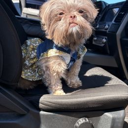 Dime - Shih Tzu