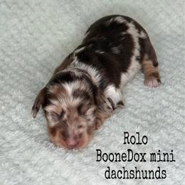 Rolo - Dapple male Dachshund puppy in Lexington, Oklahoma from BooneDox Miniature Dachshunds