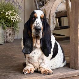 Louie - Basset Hound